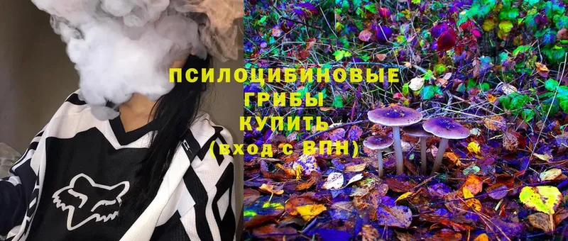 Псилоцибиновые грибы Psilocybine cubensis  закладка  Семилуки 